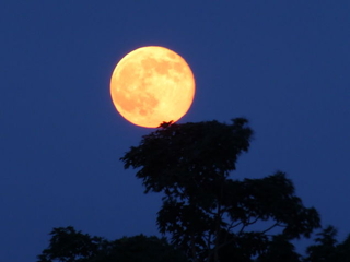 Illustration for article titled Las fotos más hermosas de la última superluna